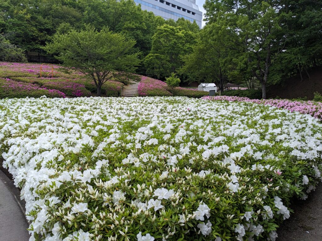 あつぎつつじの丘公園のツツジ