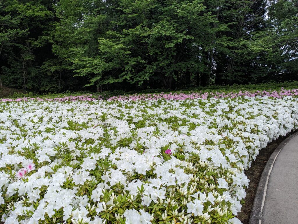 あつぎつつじの丘公園のツツジ