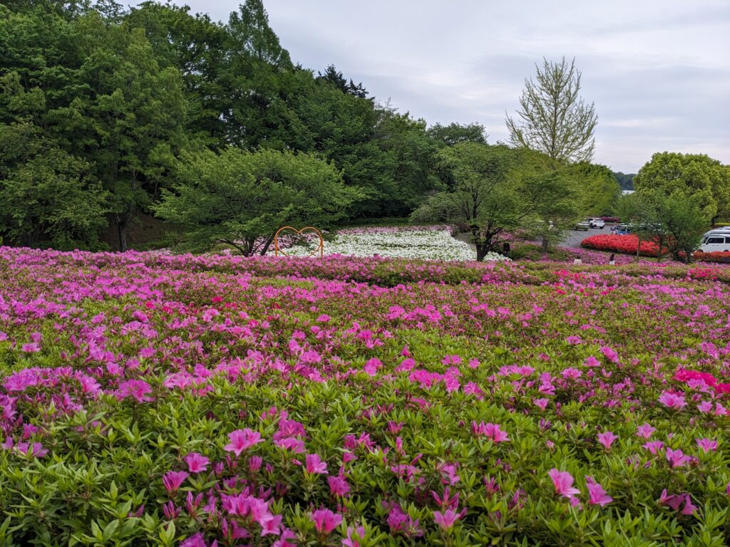 あつぎつつじの丘公園のツツジ