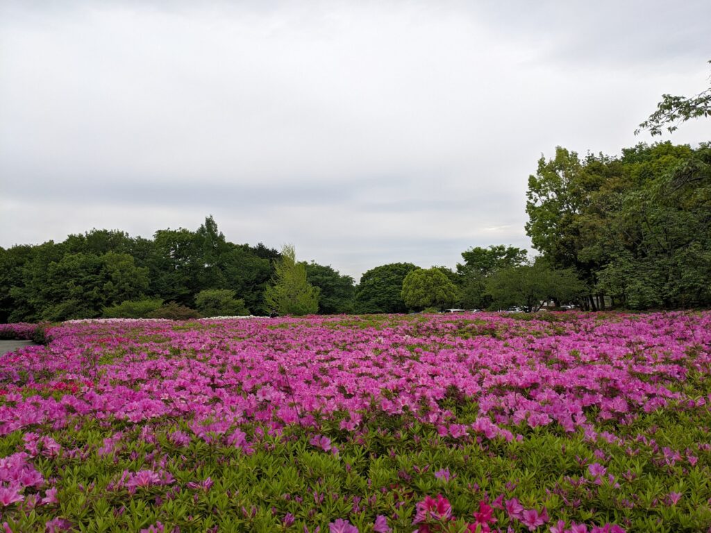 あつぎつつじの丘公園のツツジ