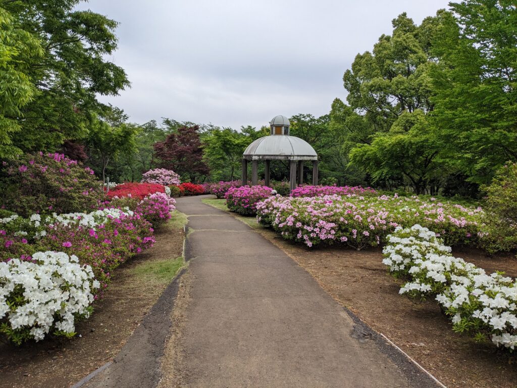 あつぎつつじの丘公園のツツジ