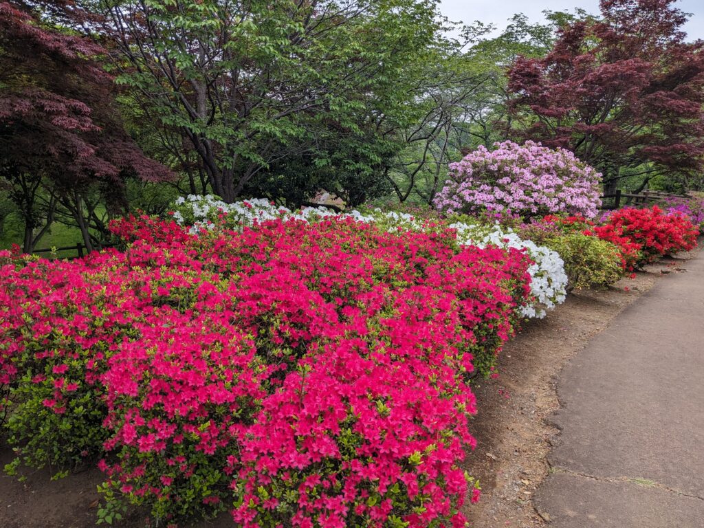 あつぎつつじの丘公園のツツジ