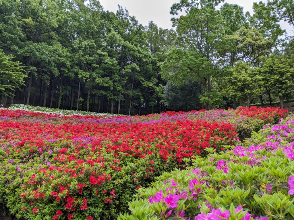 あつぎつつじの丘公園のツツジ