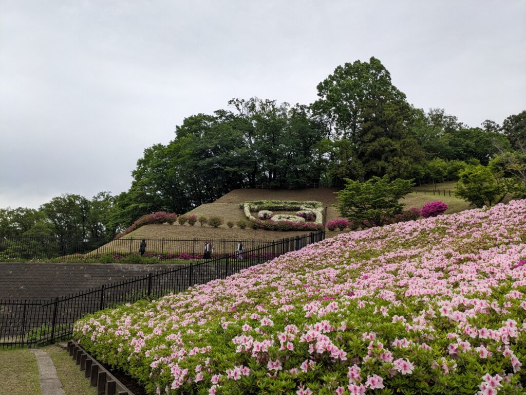 あつぎつつじの丘公園のツツジ