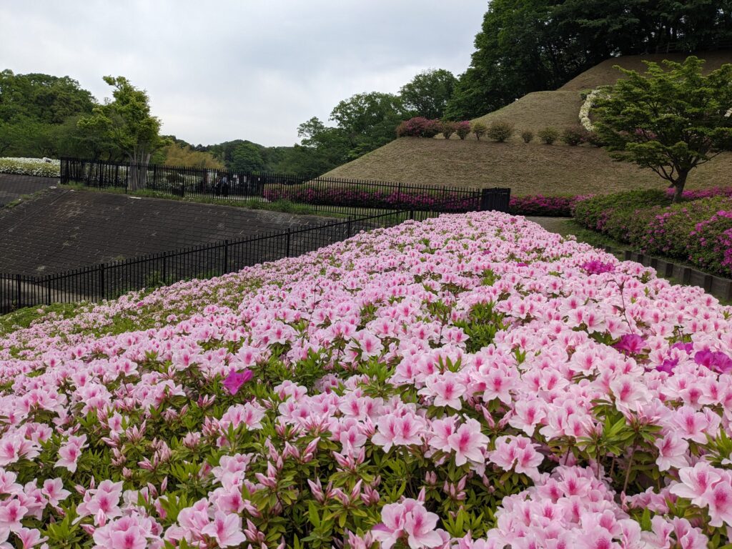 あつぎつつじの丘公園のツツジ