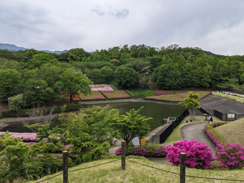 あつぎつつじの丘公園のツツジ