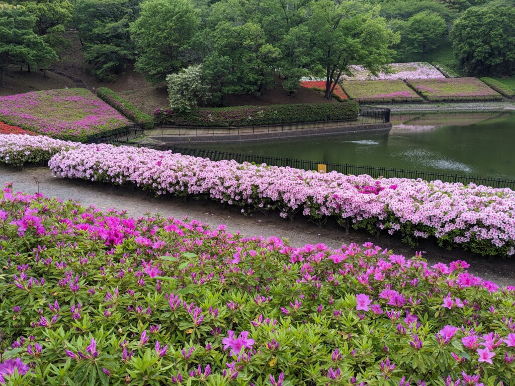 あつぎつつじの丘公園のツツジ