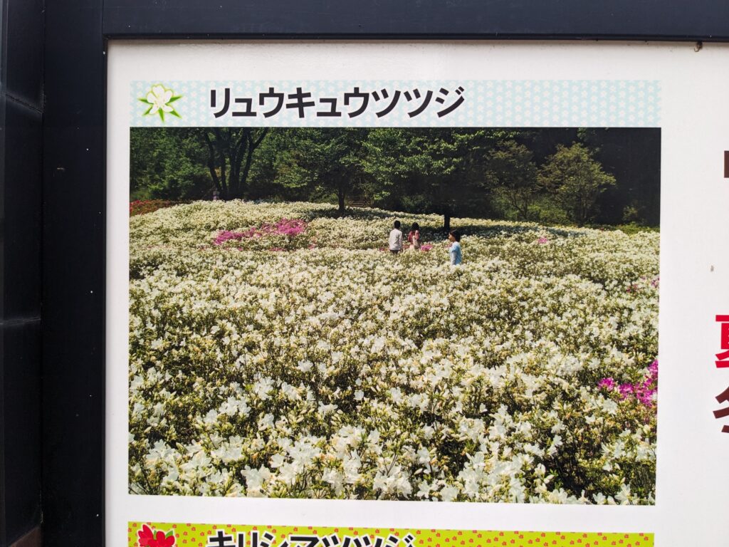 あつぎつつじの丘公園の看板(リュウキュウツツジ)