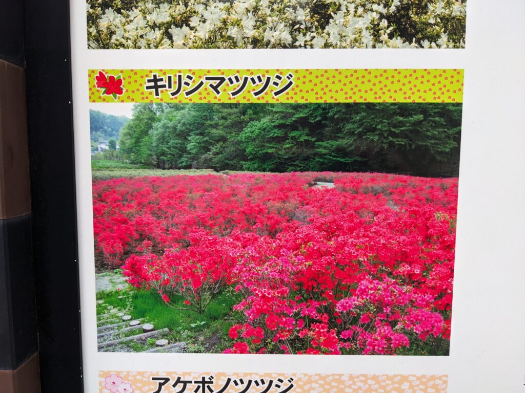 あつぎつつじの丘公園の看板(キリシマツツジ)