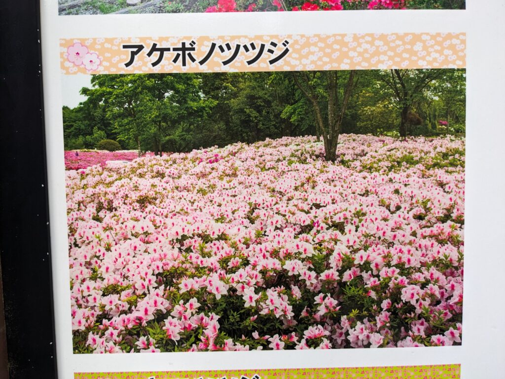 あつぎつつじの丘公園の看板(アケボノツツジ)
