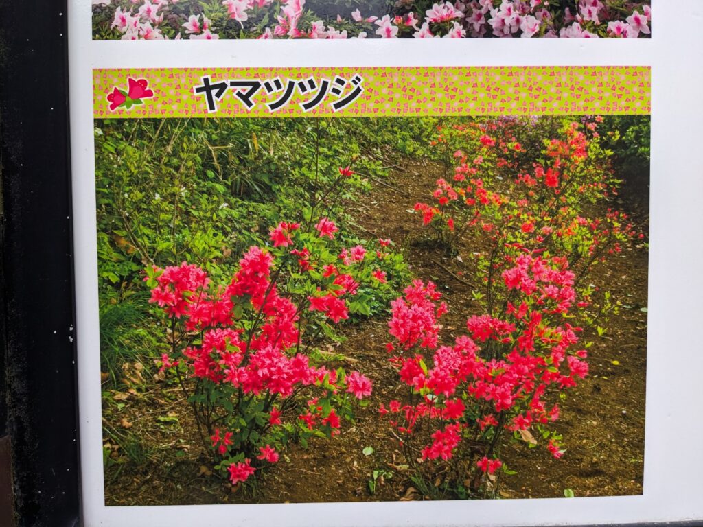 あつぎつつじの丘公園の看板(ヤマツツジ)