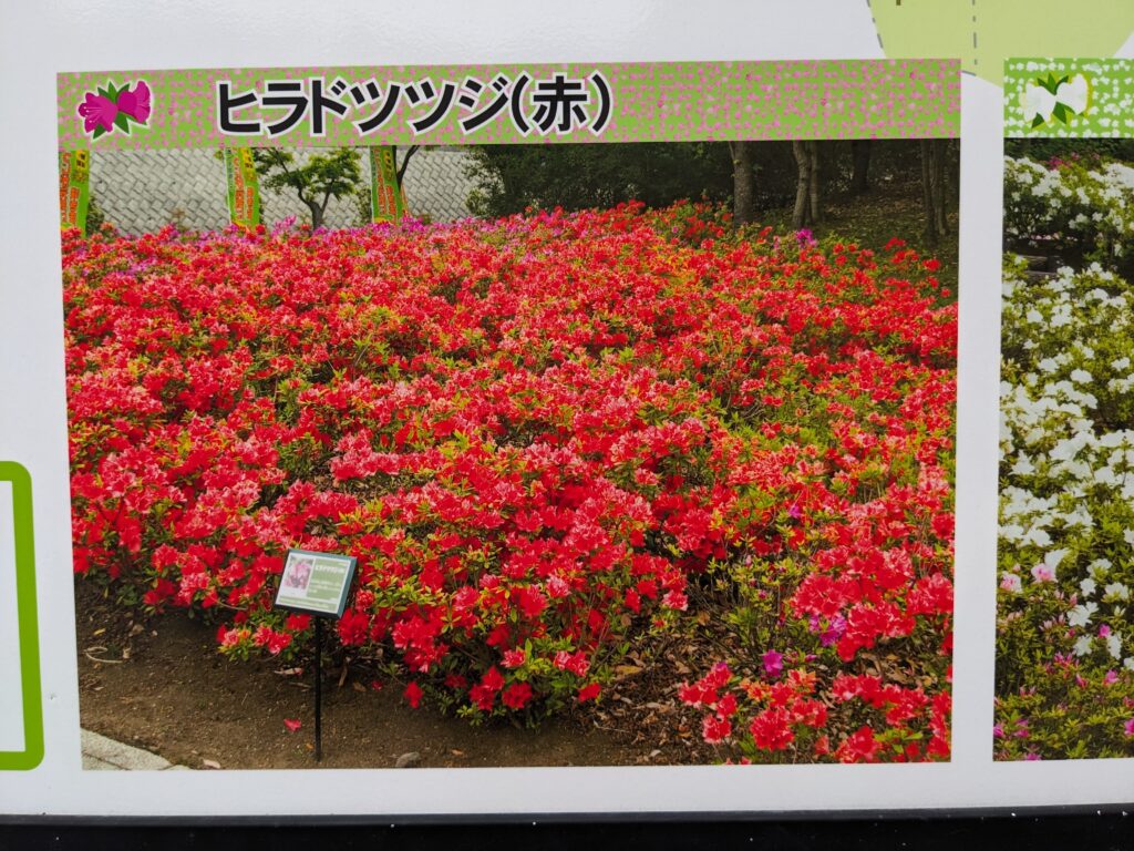 あつぎつつじの丘公園の看板(ヒラドツツジ(赤))