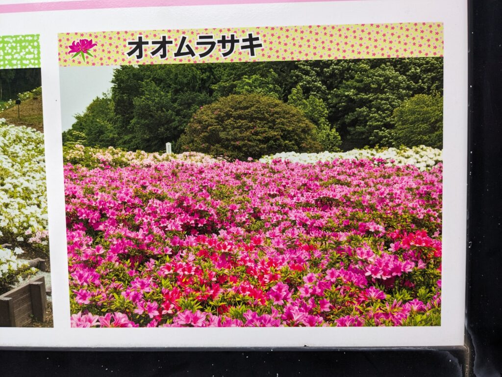 あつぎつつじの丘公園の看板(オオムラサキ)