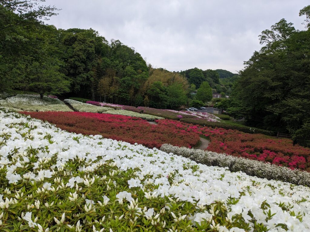 あつぎつつじの丘公園のツツジ