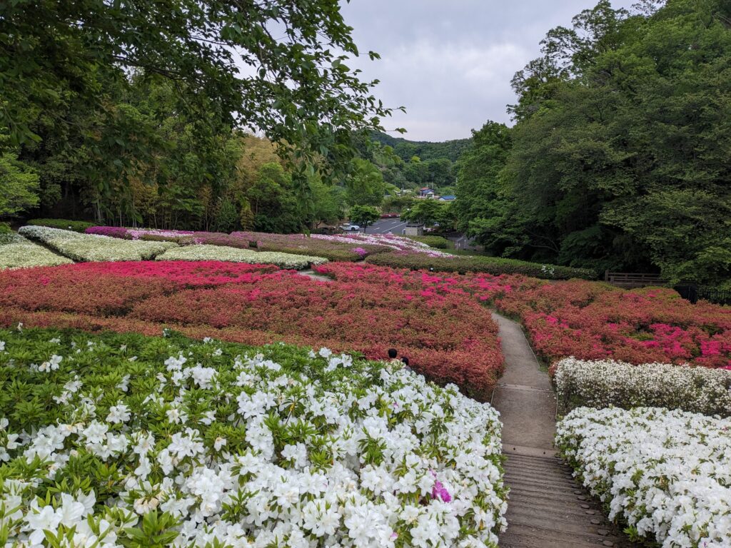 あつぎつつじの丘公園のツツジ