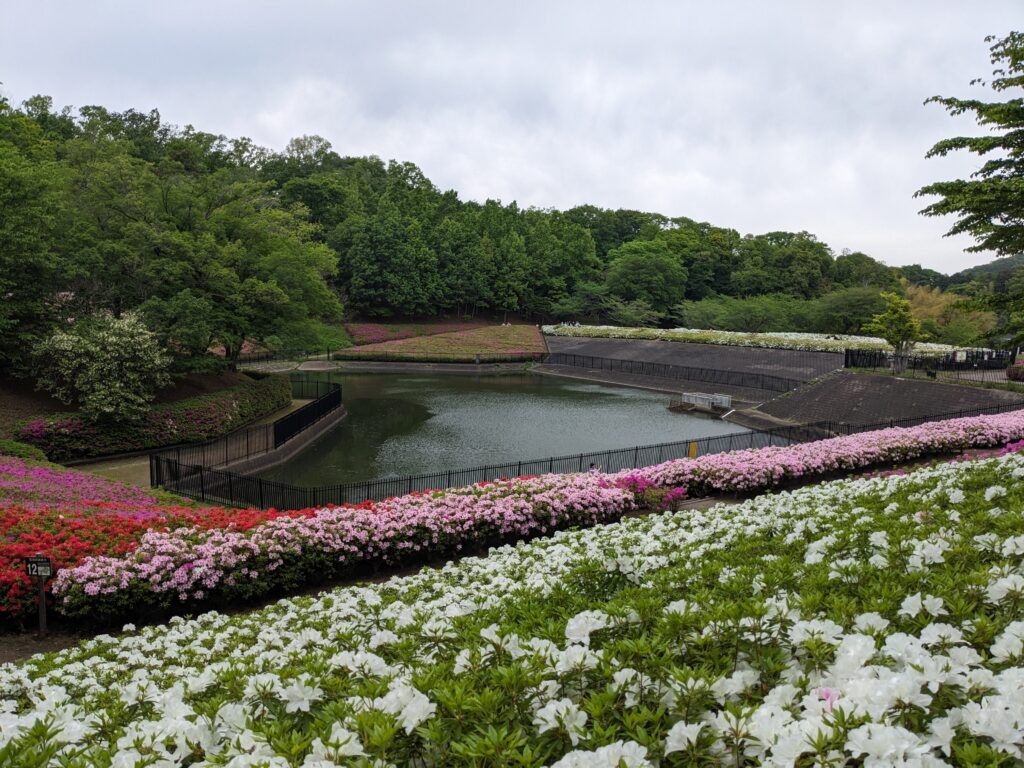 あつぎつつじの丘公園のツツジ