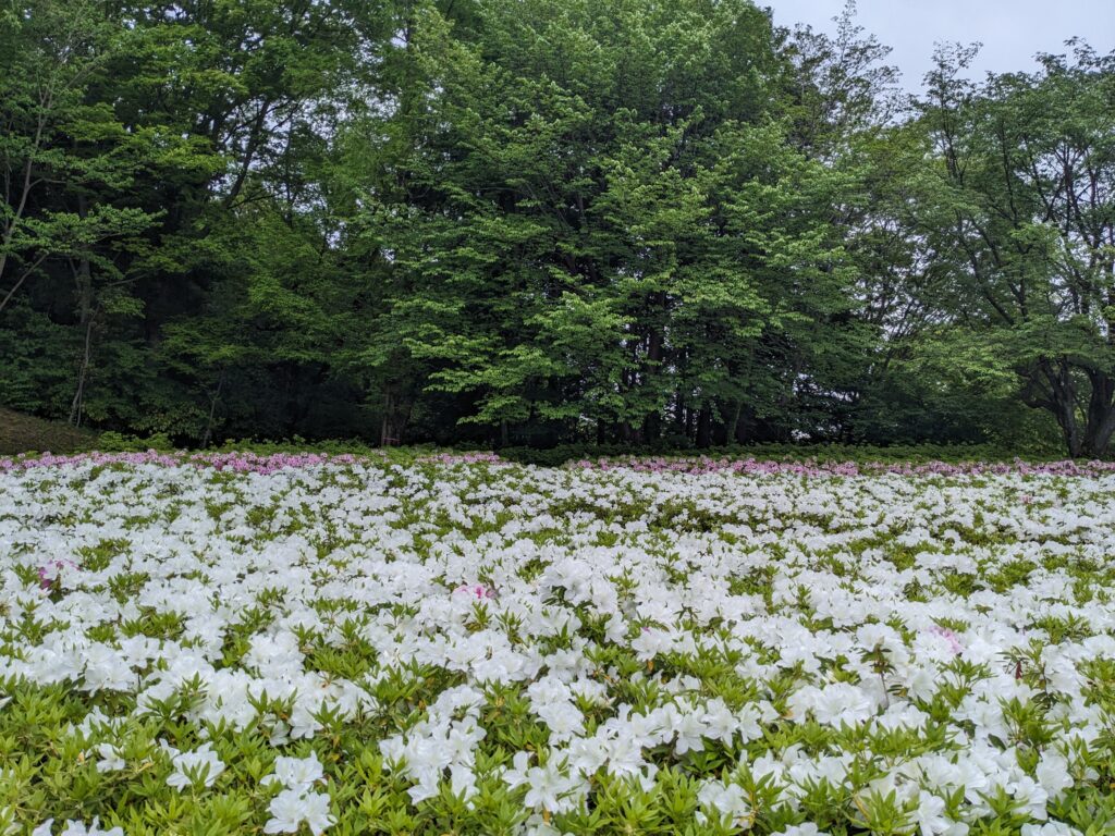 あつぎつつじの丘公園のツツジ