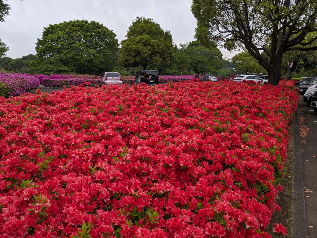 あつぎつつじの丘公園のツツジ