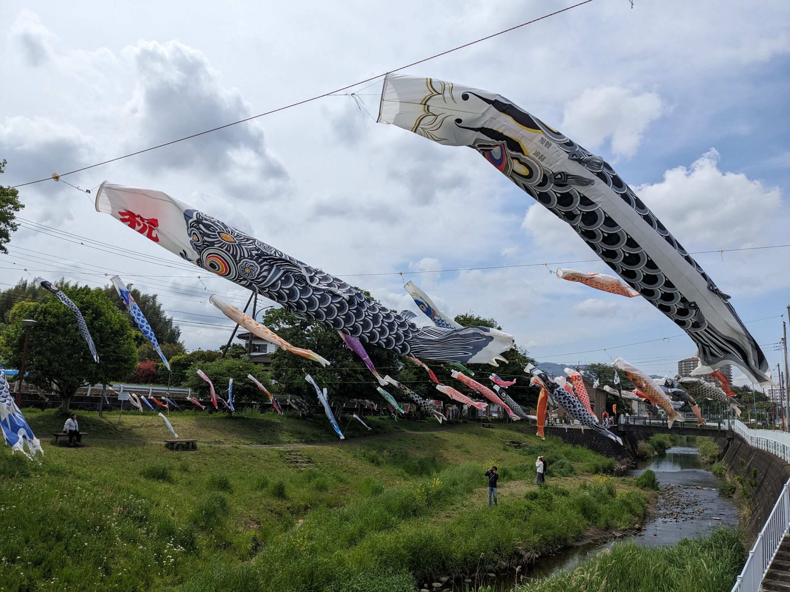 厚木市の地蔵橋親水広場の鯉のぼり