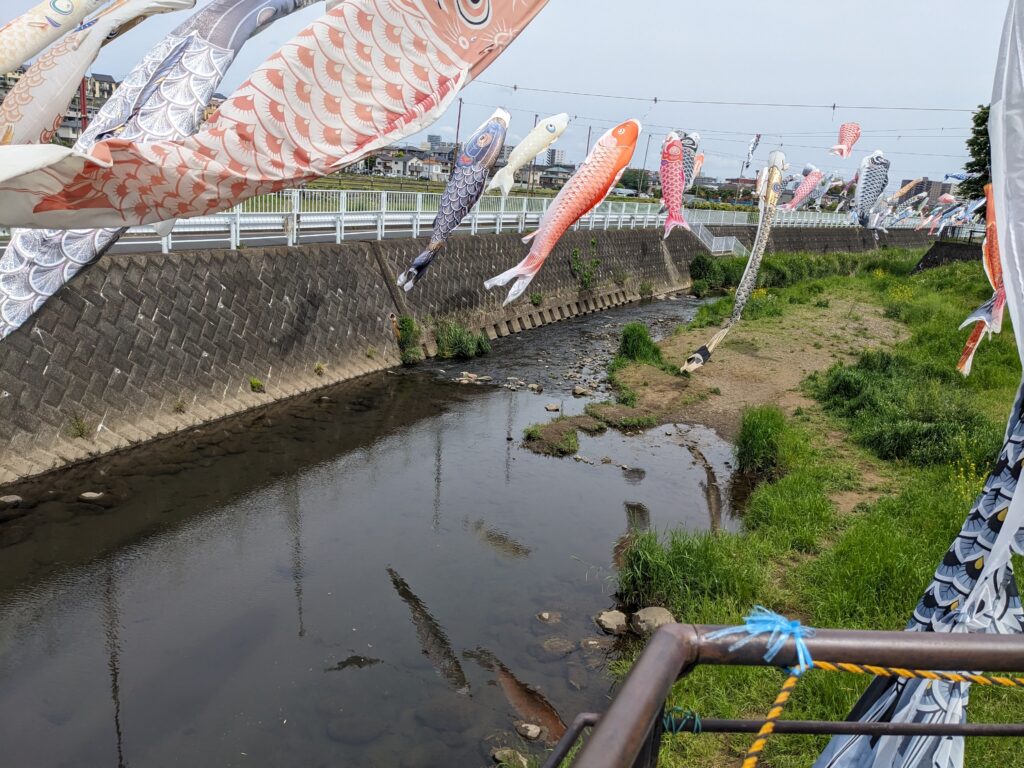 厚木市の恩曽川(地蔵橋親水広場)沿いの鯉のぼり