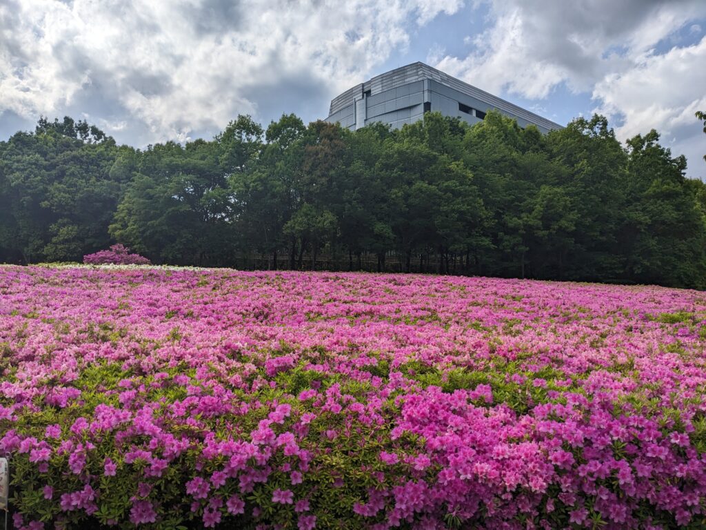 あつぎつつじの丘公園のツツジ