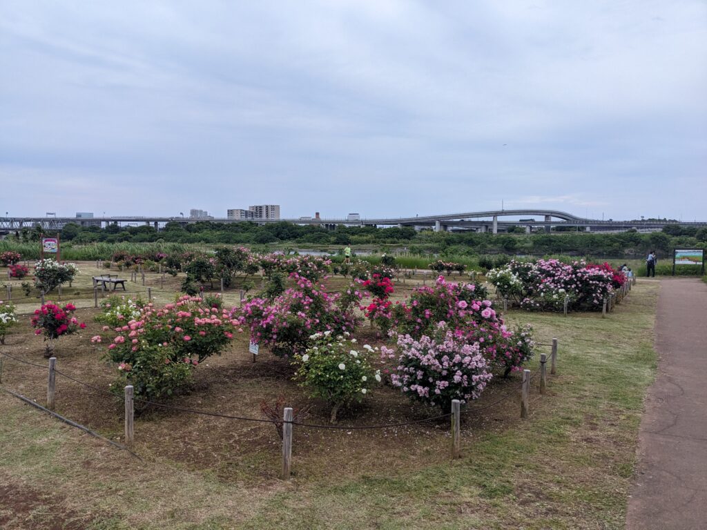 相模川ローズガーデンのバラ