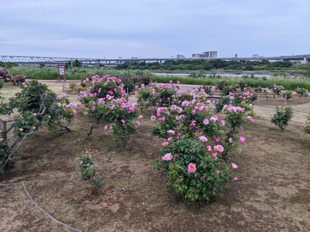 相模川ローズガーデンのバラ