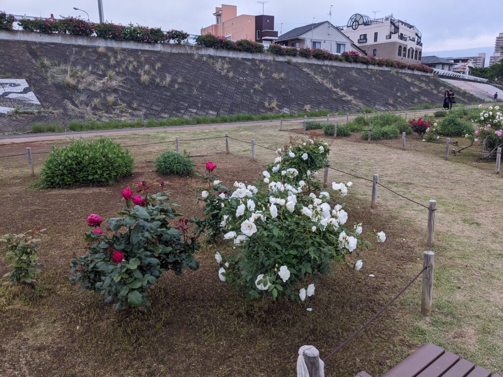相模川ローズガーデンのバラ
