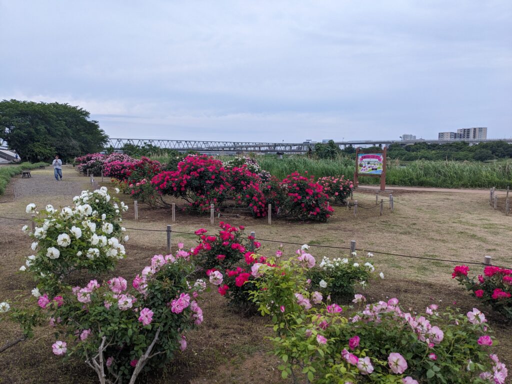 相模川ローズガーデンのバラ