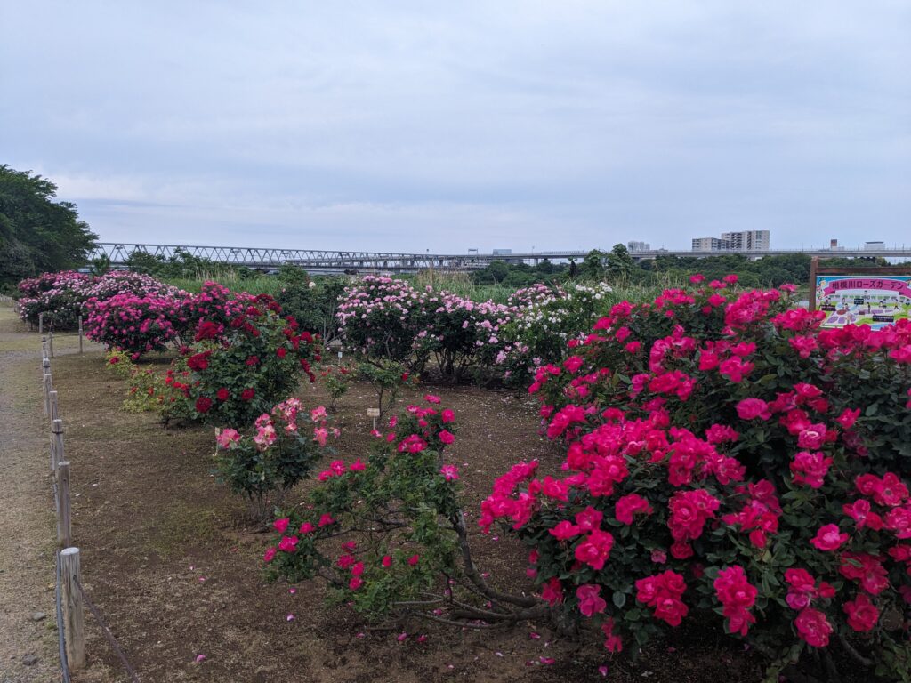 相模川ローズガーデンのバラ